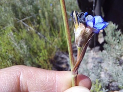 Aristea bracteata