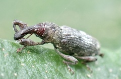 Curculionidae
