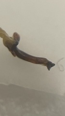 Synuchus