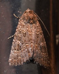 Hypoperigea tonsa