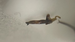 Synuchus