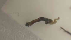 Synuchus