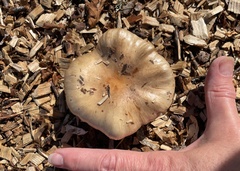 Tricholoma