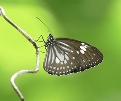 Euploea hewitsonii