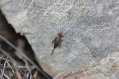 Arachnocephalus vestitus