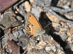 Coenonympha corinna