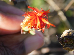 Drosanthemum lavisii