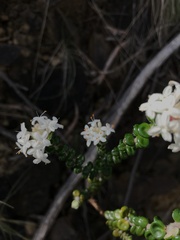 Pimelea nivea