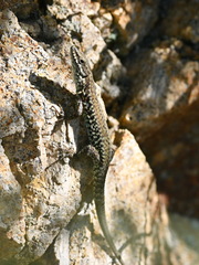 Podarcis muralis colosii
