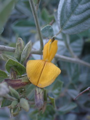 Rhynchosia nitens
