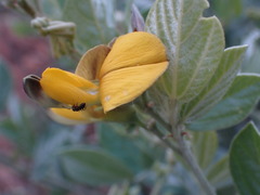 Rhynchosia nitens