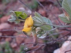 Rhynchosia nitens