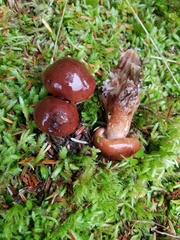 Tricholoma pessundatum