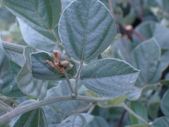 Rhynchosia nitens