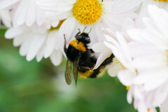 Bombus terrestris
