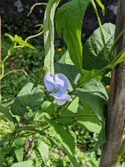 Psophocarpus tetragonolobus