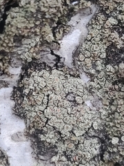 Hypocenomyce scalaris