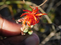 Drosanthemum lavisii