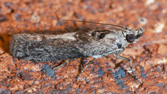 Sciota melanostyla