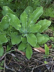 Helichrysum foetidum