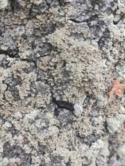 Hypocenomyce scalaris