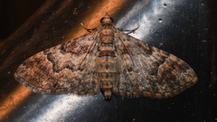 Mnesiloba eupitheciata