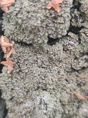 Hypocenomyce scalaris