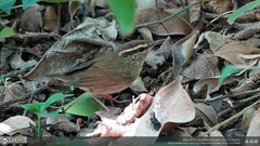 Urosphena squameiceps