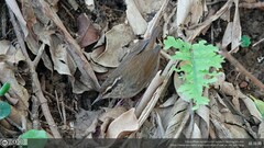 Urosphena squameiceps