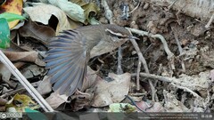 Urosphena squameiceps