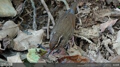 Urosphena squameiceps