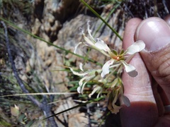 Pelargonium trifoliolatum