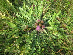 Cirsium acaule esculentum
