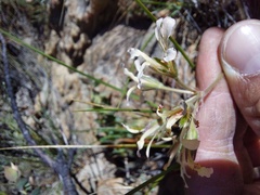 Pelargonium trifoliolatum
