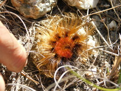 Phyllalia patens