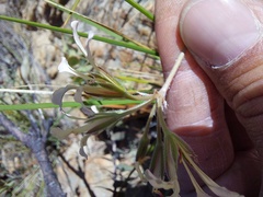 Pelargonium trifoliolatum