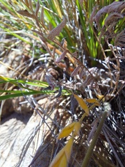 Pelargonium trifoliolatum
