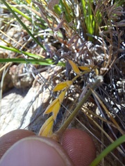 Pelargonium trifoliolatum