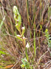 Disa ocellata