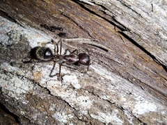 Camponotus intrepidus