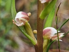Disa ocellata