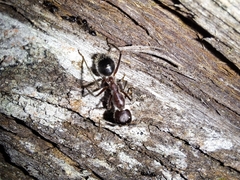 Camponotus intrepidus