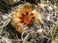 Phyllalia patens