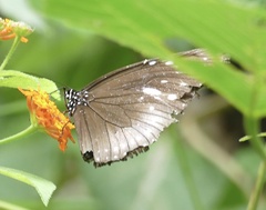 Euploea