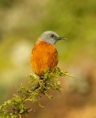 Monticola rupestris