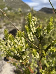 Struthiola striata