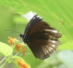 Euploea