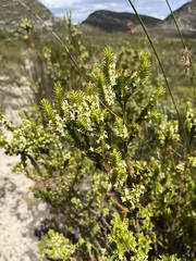 Struthiola striata