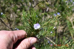 Psoralea affinis