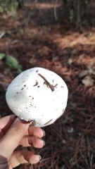 Agaricus
